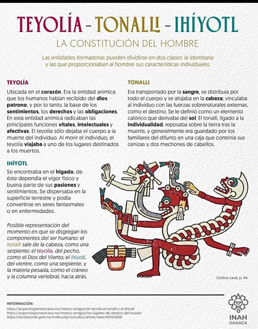 La Constitution del Hombre - Teyolía - Tonalli - Íhiyotl
