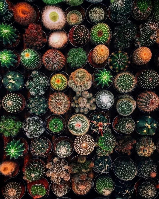 Geometría sagrada en la naturaleza : cactaceas mexicanas