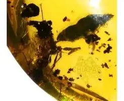 Fragmento de aspecto ambarino de color amarillo con inclusiones oscuras.