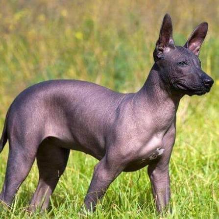 El Xoloitzcuintle: El Perro Sagrado que Guiaba las Almas en la Cultura Prehispánica