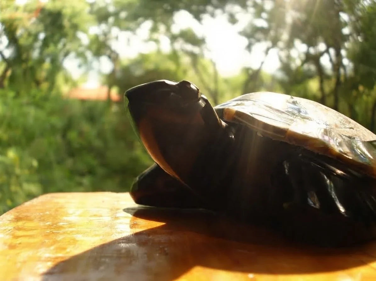 Turtle Hand-Carved in Mexican Obsidian | Mother of Pearl Shell Mosaic | Teotihuacan Sculpture | Pre-Columbian Collectible